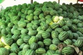 Farmers advised to monitor market sentiment for successful watermelon cultivation this year