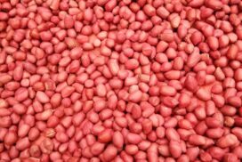 Abundant supply,  sluggish foreign demand  drive peanut prices down