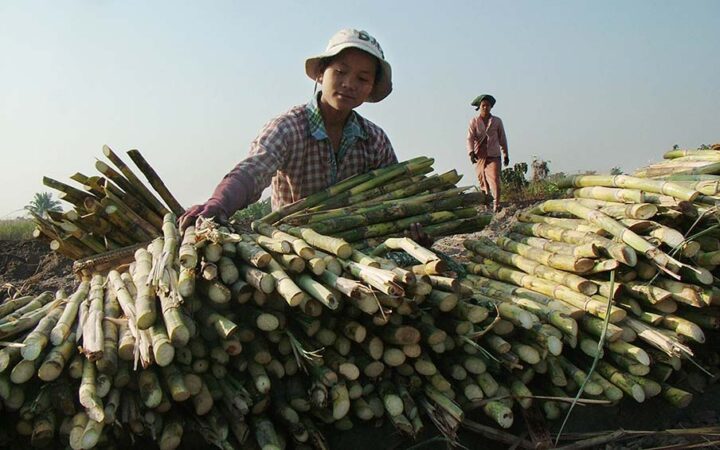 Sugarcane sskm