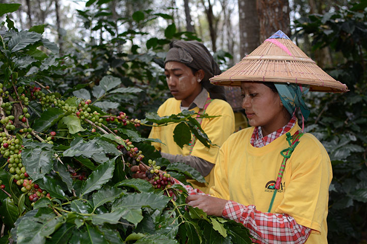 A Coffee For Peace And Biodiversity - Global New Light Of Myanmar