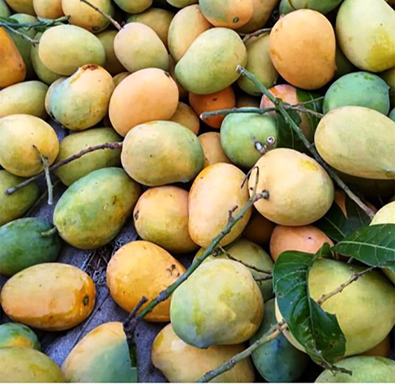 Seintalone Mango Growers Unhappy With Price Drop During Abundant ...