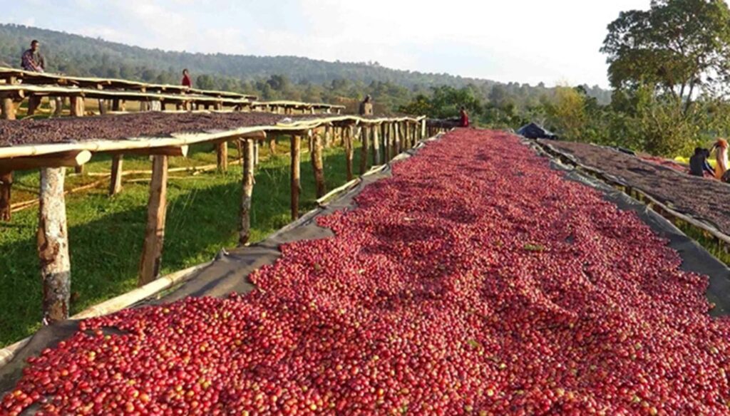 coffee beans are dried under the sun. sskm