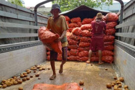 Potato prices highest in June compared to same period of last 2 years