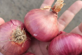 China-produced onions enter Yangon market at low prices
