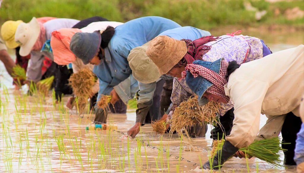 Yangon Region Agriculture Dept targets over 1.1 mln acres of monsoon paddy