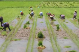 Mandalay Region Agriculture Dept targets over 1.3 mln acres of monsoon oil crops