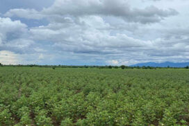 Mandalay Region to cultivate 3,340 acres of monsoon/late — monsoon season long-staple cotton