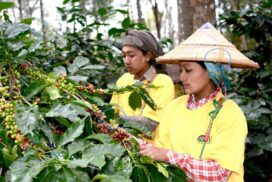 Myanmar-produced coffee beans fetch US$5,000 per tonne