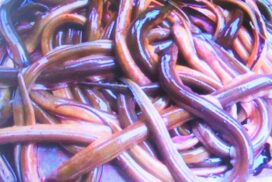 Artificial seedling for eel production reaps success