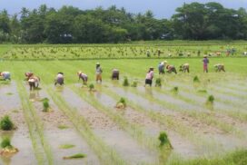 Standard planting plots and seed farms implemented in Yangon region