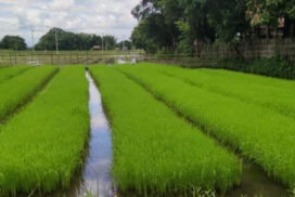 Over 1.3 million acres of monsoon rice completed in Ayeyawady Region