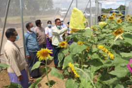 MoALI Union Minister promotes propagation of sunflower seed production for expansion of sunflower cultivation