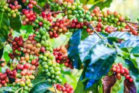 Myanmar coffee beans fetch $5,000 per tonne