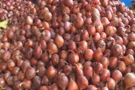 Monsoon onion price rockets to K1,700 per viss in Mandalay market