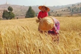 Wheat crop sees robust trade fetching high prices in Mandalay market