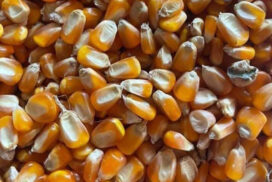86 companies forwarded to GACC for legalizing corn exports