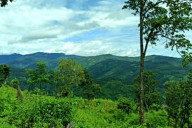 MoNREC designates Pawle-Watchipa protected public forest in Gangaw Township