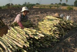 Sugarcane offered K80,000 per tonne for upcoming sugarcane season  
