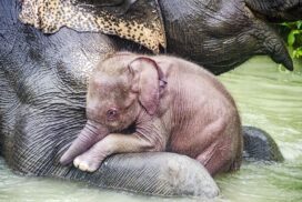 New white elephant looks healthy and happy with his mother mammal