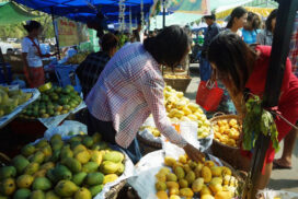 Price of Yingwe mango weak in domestic market