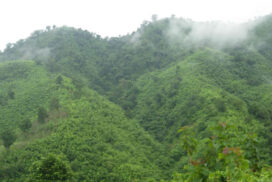 MoNREC designates Kayat protected public forest in Paletwa Township