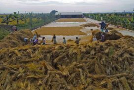 Ayeya Pawsan rice price rises to K1.3 million per 100-basket
