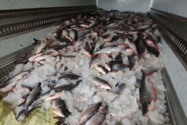 Myanmar’s fish export earns US$91.584 mln within four months