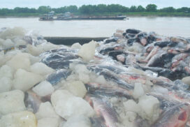 Myanmar bags $7.785 mln from 6,132.40 MT of fishery exports to Bangladesh as of 26 August