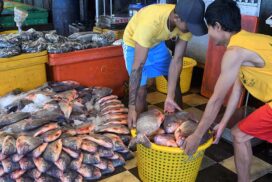 Shwe Padauk fish market sees daily inflow of 250,000 viss of fishery products