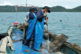 Oyster aquaculture expands in Rakhine State after trial run