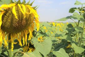 Over 8,400 acres of golden sunflowers to be planted in Yangon Region