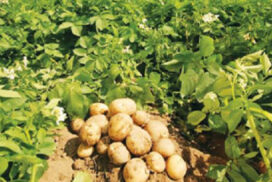 Local Shan potato surpass Chinese potato in price