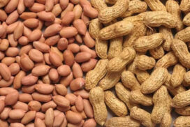 Peanut, sesame prices remain upward trajectory