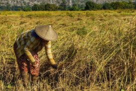Myanmar ships $249 mln worth of over 733,000 MT of rice in past 4 months