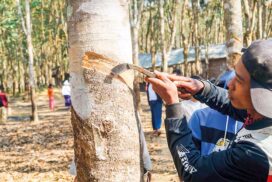 Rubber tapping season kicks off across rubber farms