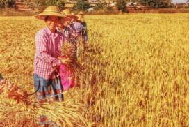 Local wheat crops produce high yield, fetch good price