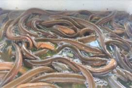 Myanmar exports 20 tonnes of live eels and crabs to China per day