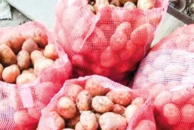 Prices of onion, Chinese potato extend drop