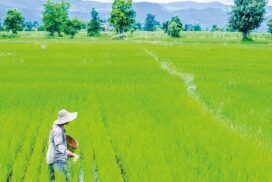 Mixed cropping likely to prosper this year amid high agricultural input costs