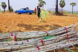 Sugarcane price set at K90,000 per tonne for upcoming sugarcane season