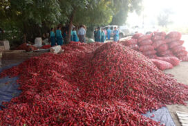 High price of dried chilli pepper persists at nearly K20,000 per viss