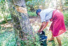 Myanmar pockets over US$3 mln from rubber export within week