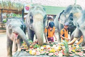Elephant lovers provide feeds online in Palin Kanthaya elephant camp