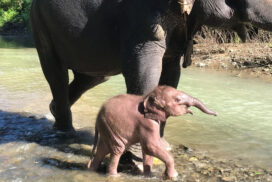 New white baby elephant of 2022 lives happy and healthy with his mother