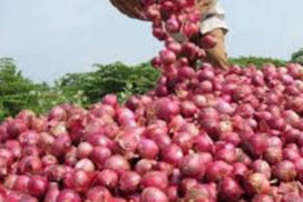 Onion prices stay strong before monsoon onions flood market