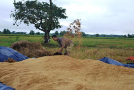 Price gap narrows between new Pawsan paddy and low-grade paddy