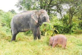New white elephant lives happy and healthy with mother mammal