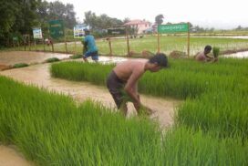 Price of rain-fed rice soars up to nearly K1.3 million