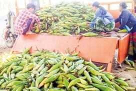 GACC nods 112 companies for maize exports, some companies start exporting