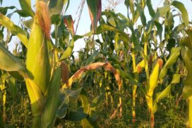 Corn prices rebound tracking foreign demand
